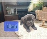 Puppy 5 Chinese Shar-Pei-German Shepherd Dog Mix