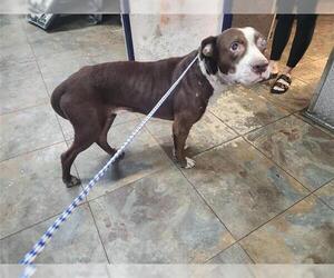 Staffordshire Bull Terrier-Unknown Mix Dogs for adoption in Houston, TX, USA