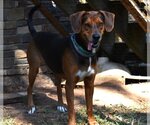 Small Photo #4 Redbone Coonhound Puppy For Sale in Rowayton, CT, USA
