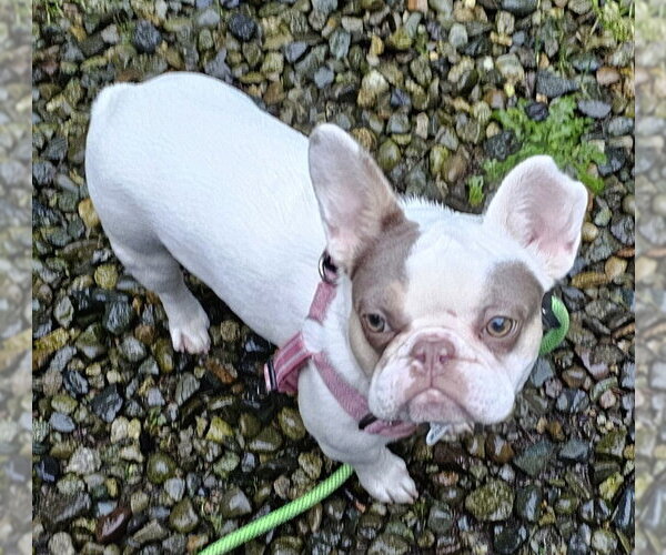 Medium Photo #5 French Bulldog Puppy For Sale in Olalla, WA, USA