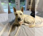 Small #2 white german shepherd Mix
