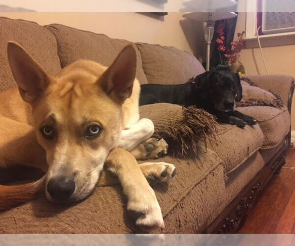 Medium Photo #2 American Pit Bull Terrier-Huskies  Mix Puppy For Sale in COLUMBIA, MD, USA