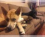 Small #1 American Pit Bull Terrier-Huskies  Mix