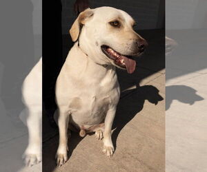 Labrador Retriever Dogs for adoption in Wilmington, NC, USA