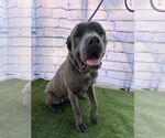 Small #2 Mutt