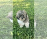 Small Photo #16 Lhasa-Poo Puppy For Sale in CANOGA, NY, USA