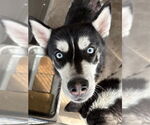 Small #1 Siberian Husky