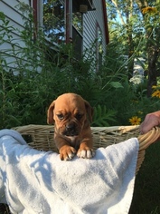 Puggle Puppy for sale in KENNEBUNK, ME, USA
