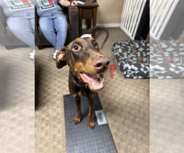 Medium Photo #10 Doberman Pinscher Puppy For Sale in Buffalo, MN, USA