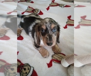Dachshund Puppy for sale in GORDONVILLE, TX, USA