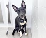 Small #1 Labrador Retriever