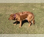 Small Photo #1 Golden Retriever Puppy For Sale in CALABASH, NC, USA