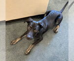 Small #11 Mountain Cur Mix