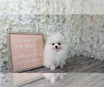Small Photo #5 Pomeranian Puppy For Sale in FULLERTON, CA, USA