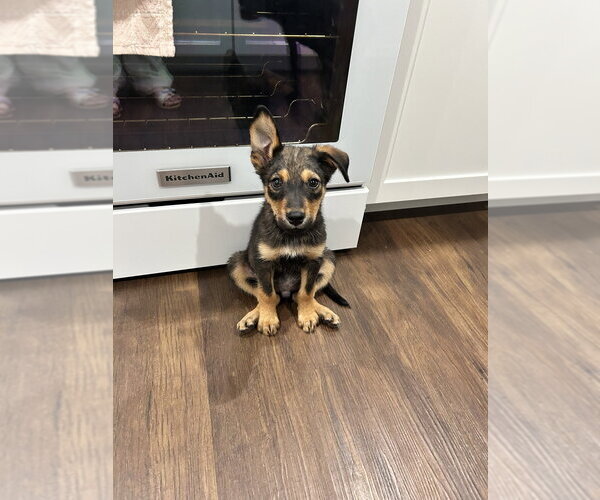 Medium Photo #7 German Shepherd Dog-Unknown Mix Puppy For Sale in Brewster, NY, USA