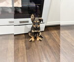Small #6 German Shepherd Dog Mix