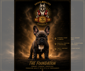 Medium French Bulldog