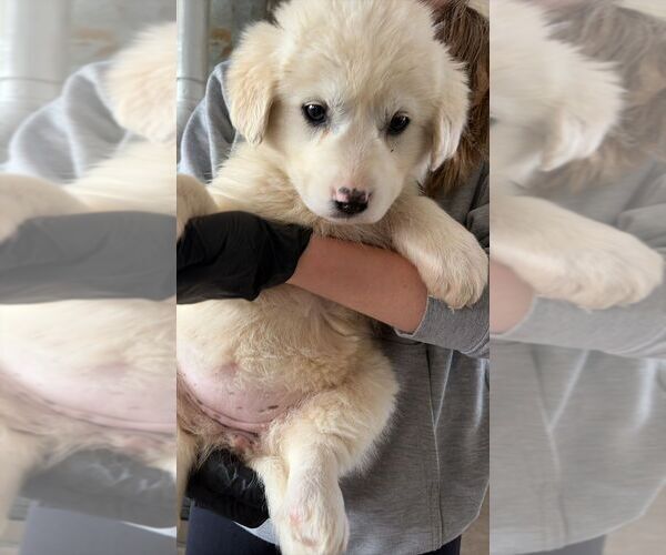 Medium Photo #1 Great Pyrenees-Unknown Mix Puppy For Sale in Calgary, Alberta, Canada