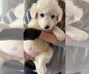 Great Pyrenees-Unknown Mix Dogs for adoption in Calgary, Alberta, Canada