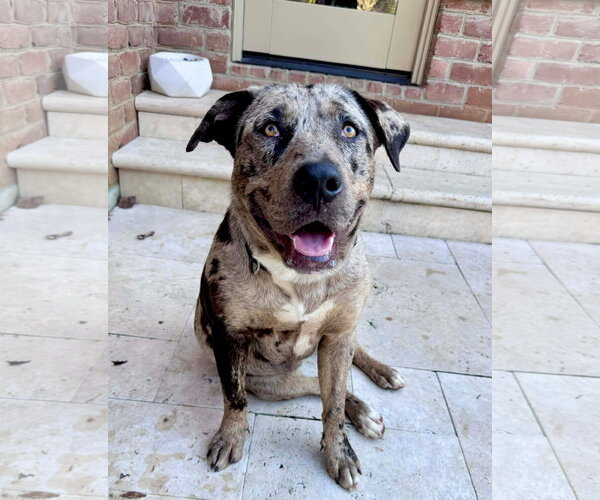Medium Photo #9 Catahoula Leopard Dog-Unknown Mix Puppy For Sale in Germantown, OH, USA