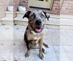 Small #8 Catahoula Leopard Dog Mix