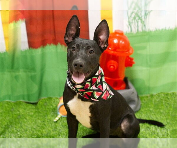 Medium Photo #2 German Shepherd Dog-Unknown Mix Puppy For Sale in Placerville, CA, USA