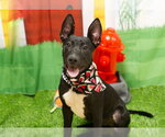 Small #1 German Shepherd Dog Mix