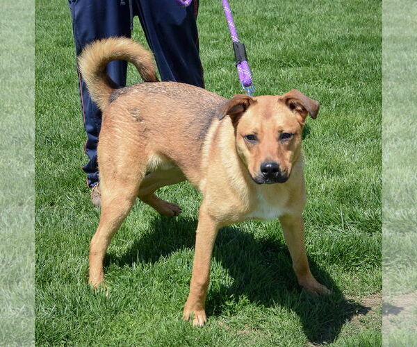 Medium Photo #5 Shepradors Puppy For Sale in Huntley, IL, USA