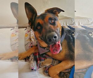 German Shepherd Dog-Mastiff Mix Dogs for adoption in Temecula, CA, USA