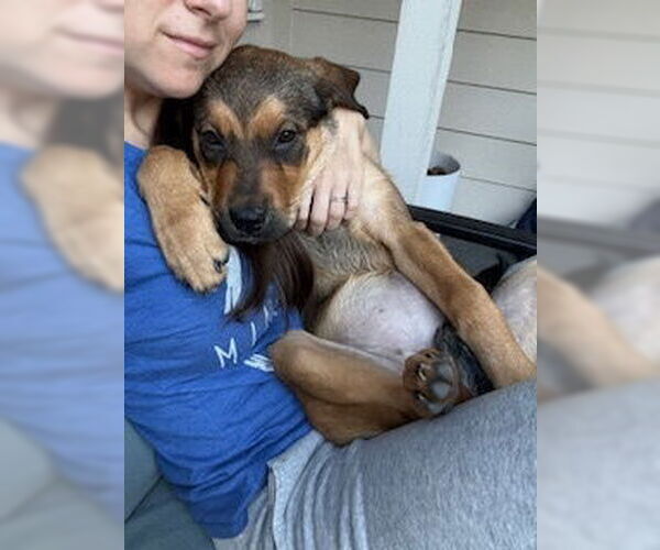 Medium Photo #3 German Shepherd Dog-Unknown Mix Puppy For Sale in Lakewood, CO, USA