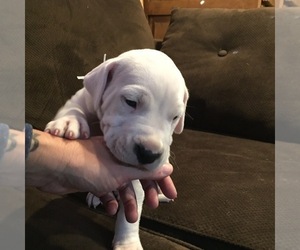 Dogo Argentino Puppy for sale in CANON CITY, CO, USA