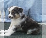 Small Photo #2 Australian Shepherd Puppy For Sale in MILLERSTOWN, PA, USA