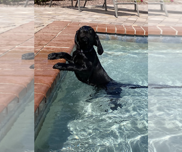 Medium Photo #3 Labrador Retriever Puppy For Sale in TUCSON, AZ, USA