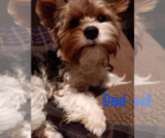 Small #4 Biewer Yorkie