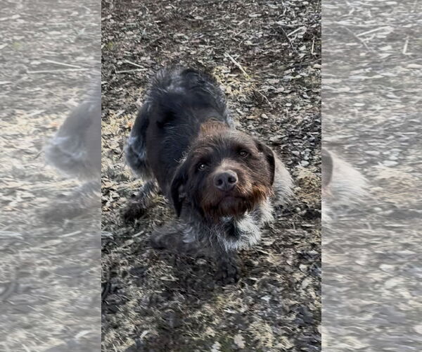 Medium Photo #4 German Wirehaired Pointer Puppy For Sale in Milpitas, CA, USA