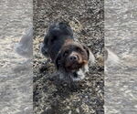 Small #3 German Wirehaired Pointer