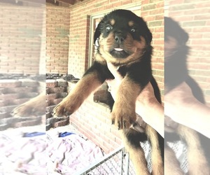 Rottweiler Puppy for sale in CARROLLTON, OH, USA