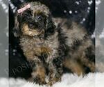 Small #2 Poodle (Miniature)