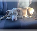 Small Photo #2 Mutt Puppy For Sale in Glen Allen, VA, USA