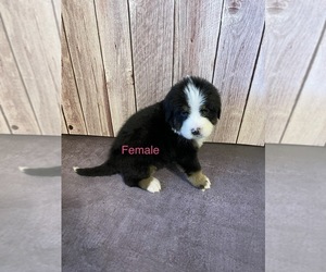 Bernese Mountain Dog Puppy for sale in EL RENO, OK, USA