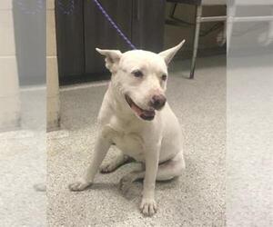 Bull Terrier-Unknown Mix Dogs for adoption in Conroe, TX, USA