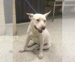Small Bull Terrier Mix