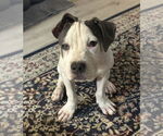 Small #1 American Pit Bull Terrier Mix