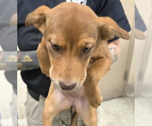 German Shepherd Dog-Unknown Mix Dogs for adoption in Conroe, TX, USA