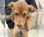 Small German Shepherd Dog Mix