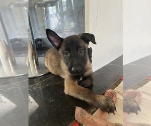Belgian Malinois Puppy for sale in NORTH OLMSTED, OH, USA
