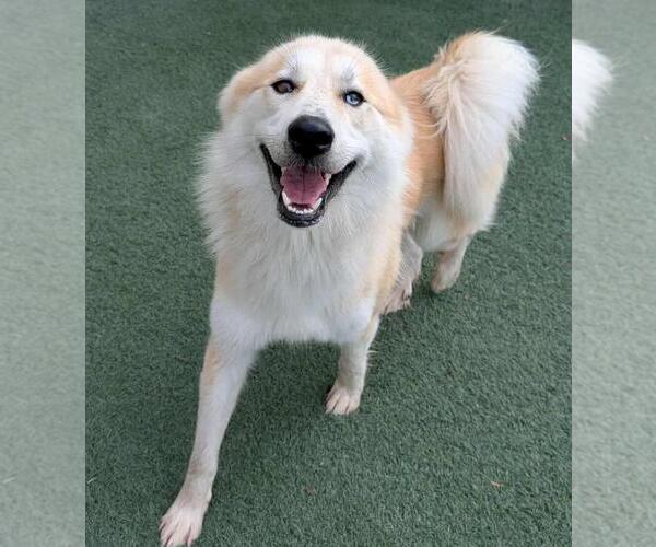 Medium Photo #1 Great Pyrenees-Huskies  Mix Puppy For Sale in Rockwall, TX, USA