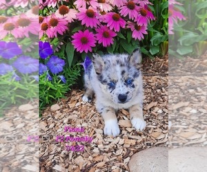 Pomsky Puppy for Sale in SHIPSHEWANA, Indiana USA