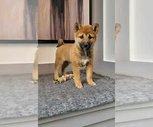 Shiba Inu Puppy for Sale in FRANKLIN, Indiana USA