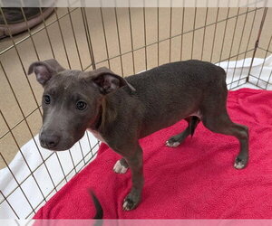 Mutt Dogs for adoption in Plano, TX, USA